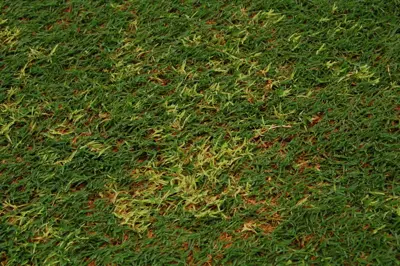 Bermudagrass white leaf in Vietnam