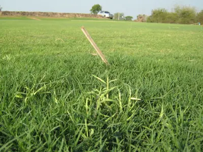 Bermudagrass white leaf