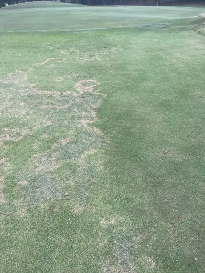 Large patch symptoms on Zoysia japonica at left and no symptoms on Zoysia matrella at right