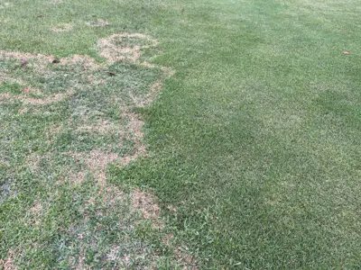 Large patch on Zoysia japonica but no symptoms on adjacent Z. matrella