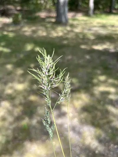 Bulbous bluegrass (Poa bulbosa)