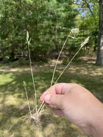 Poa bulbosa plant