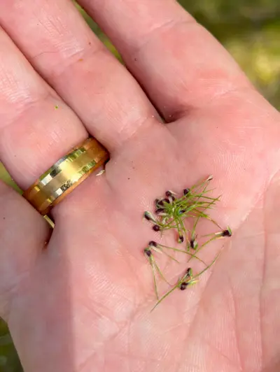 "Bulbils" of Poa bulbosa