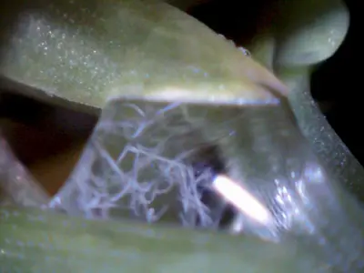 Free living nematodes take 2