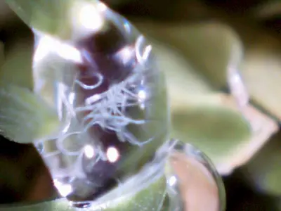 Free living nematodes caught on camera...