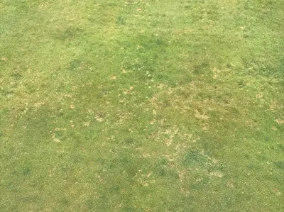 Dollar spot in Columbia Missouri