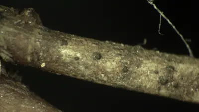 Spring Dead Spot