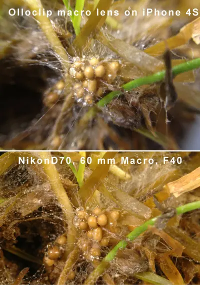 Southern blight photo with Olloclip vs Nikon