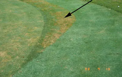 Salinity tolerance of poa vs. bentgrass