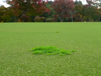Creeping bentgrass in manilagrass