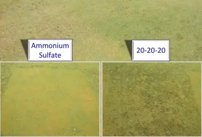 Algae and P