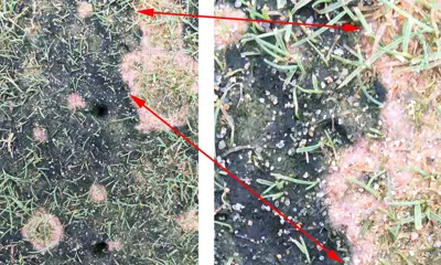Algae and viruses