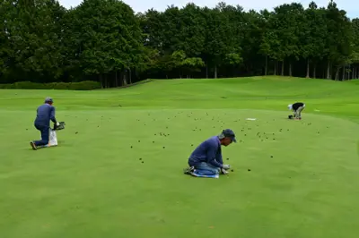 Ballmark repair with bentgrass plugs