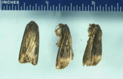 Black cutworm adult moths