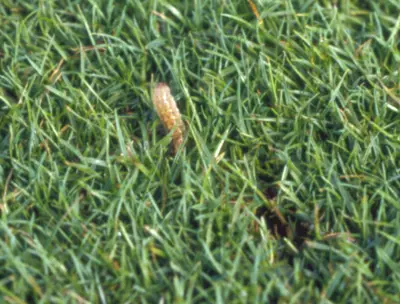 Black cutworm larvae after soap flush