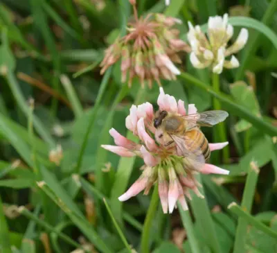 Bee on clover
