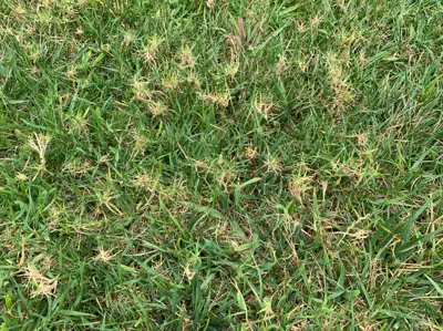 Bermudagrass mite symptoms