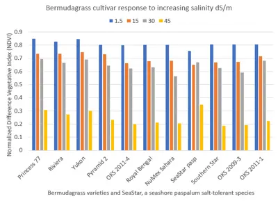 Seeded bermuda salt tolerance