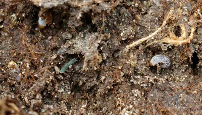 Black turfgrass ataenius grubs
