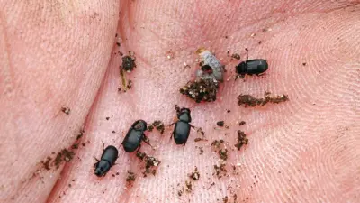 Black turfgrass ataenius adults (and grub)