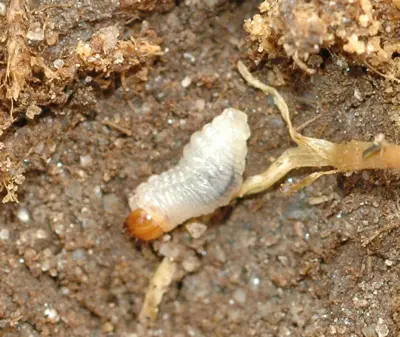 Black turfgrass ataenius pre-pupa