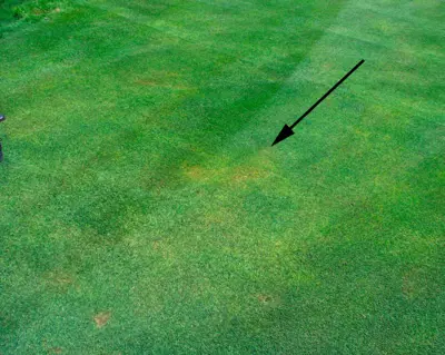Black turfgrass ataenius damage