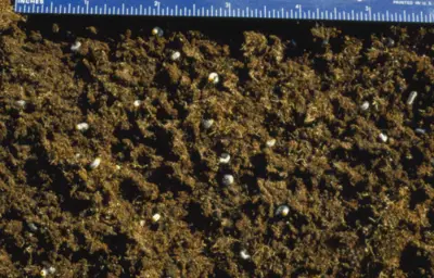 Black turfgrass ataenius grubs