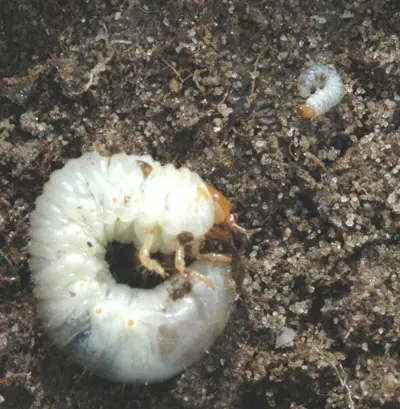 Masked chafer vs. black turfgrass ataenius grub