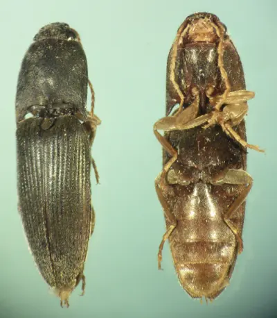 Click beetle