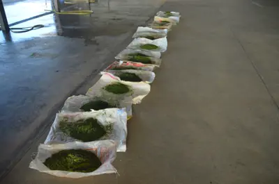 Grass clippings after mowing