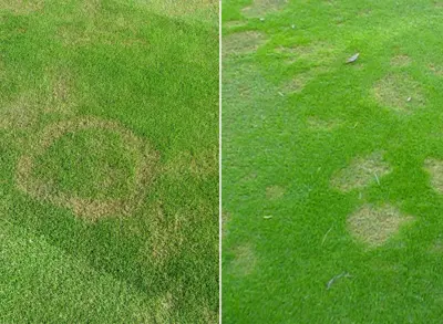 Poa triv overseeeded bermuda