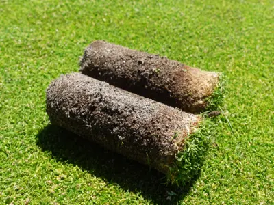 Thatch on Poa annua cores differs because of topdressing