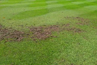 Crow damage on carpetgrass fairway