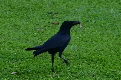 Large-billed crow with white grub