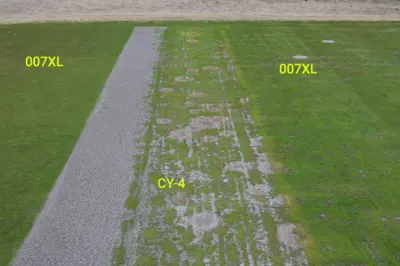 Disease on bentgrass nursery