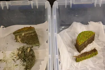 Suspected turf disease samples on a lab bench.