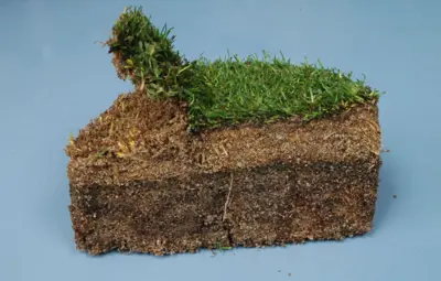 TifEagle spring transition experiment: Step 1