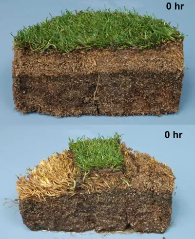 Tifeagle spring transition experiment: Step 2