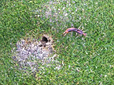 Earwigs on greens