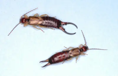 Earwigs