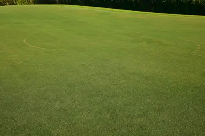 Fairy ring on 'Tifeagle'