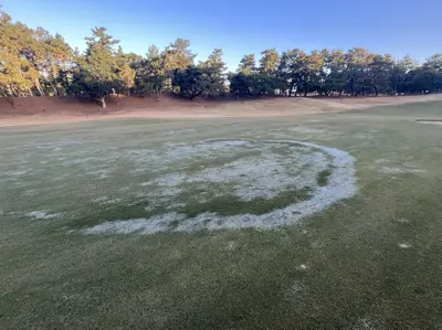 Frost on a fairy ring on a dormant korai fairway