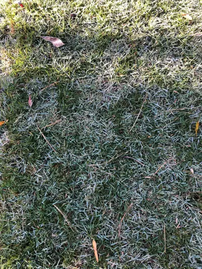 Thermal convection and frost on zoysia