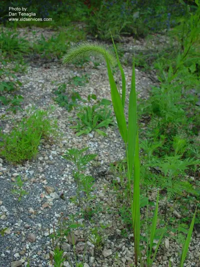 Giant foxtail, Setaria faberi