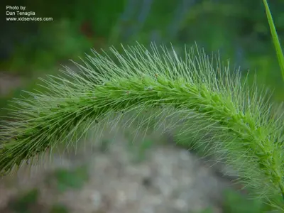 Giant foxtail, Setaria faberi
