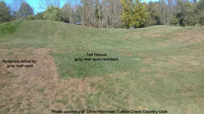Gray leaf spot on ryegrass