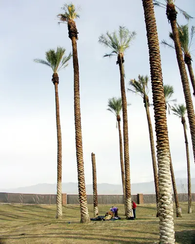 Giant palm borer damage