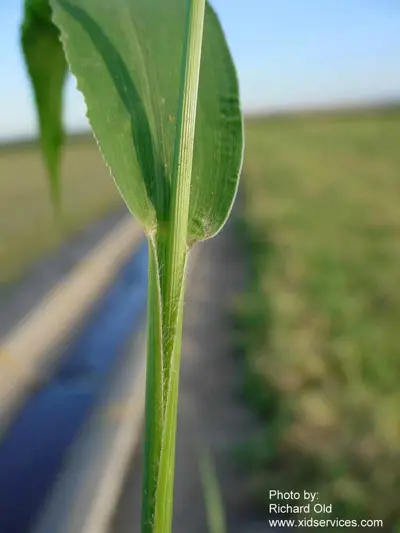 Green foxtail, Setaria viridis