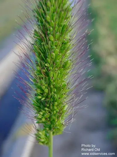 Green foxtail, Setaria viridis