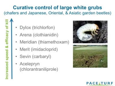 Control of large white grubs